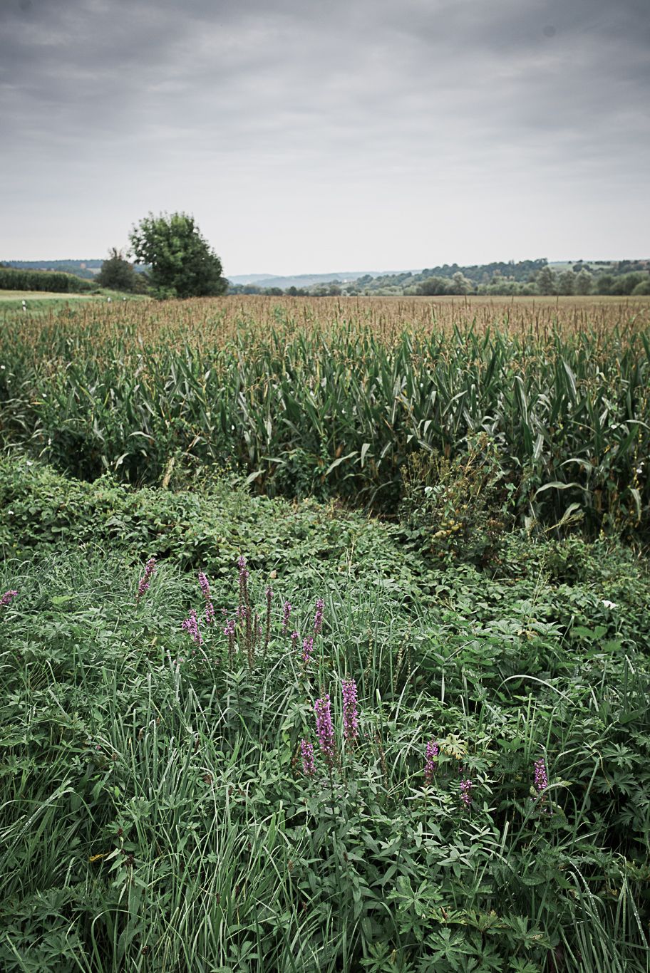Wildblumenwiese vor einem Getreidefeld unter bewölktem Himmel