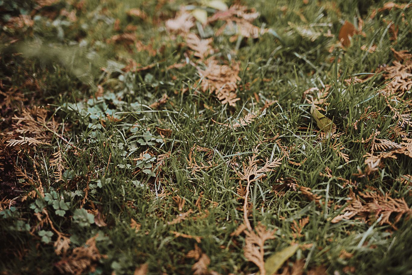 Herbstlaub liegt verstreut auf grünem Moos