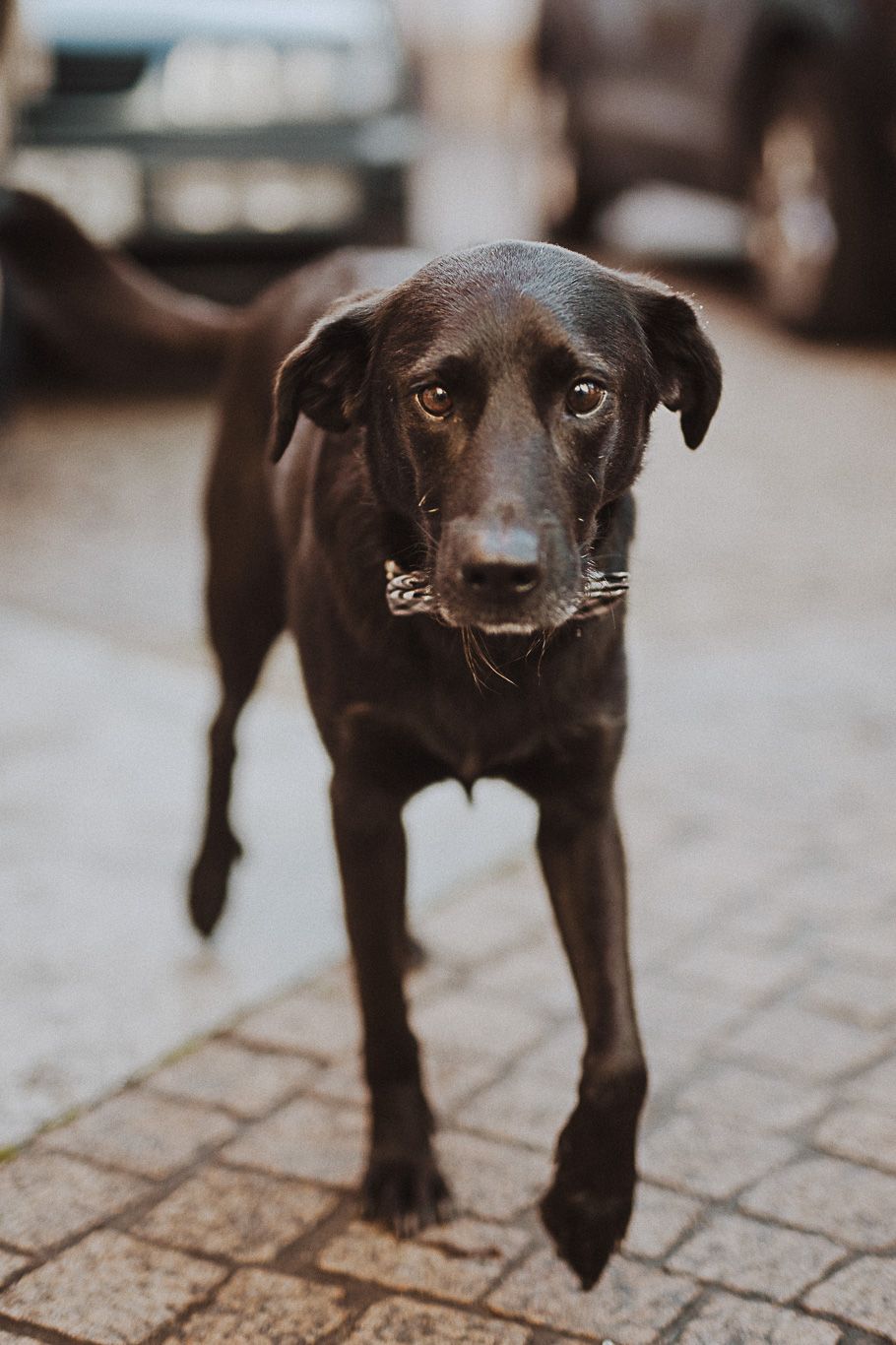Schwarzer Hund läuft mit Halsband über Kopfsteinpflaster