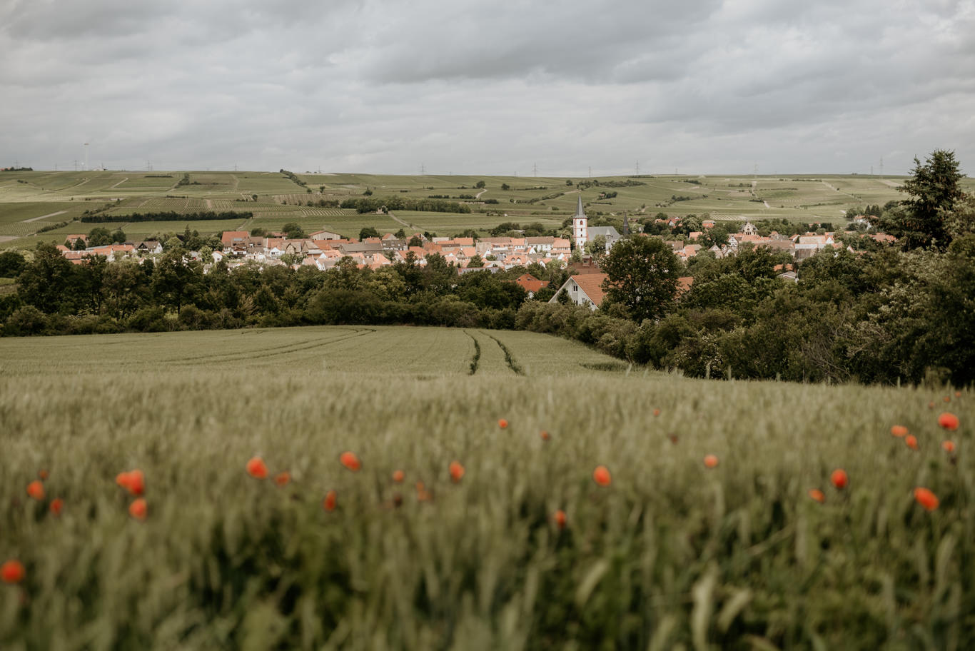 Weites Feld mit Mohnblumen vor dem Dorf Wachenheim