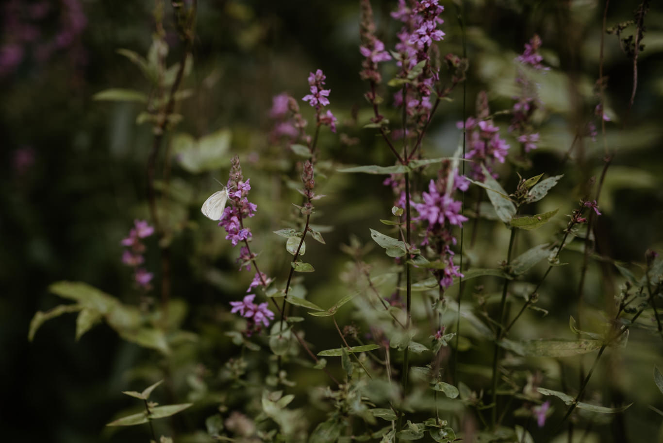 Schmetterling sitzt auf violetten Wildblumen im Gras