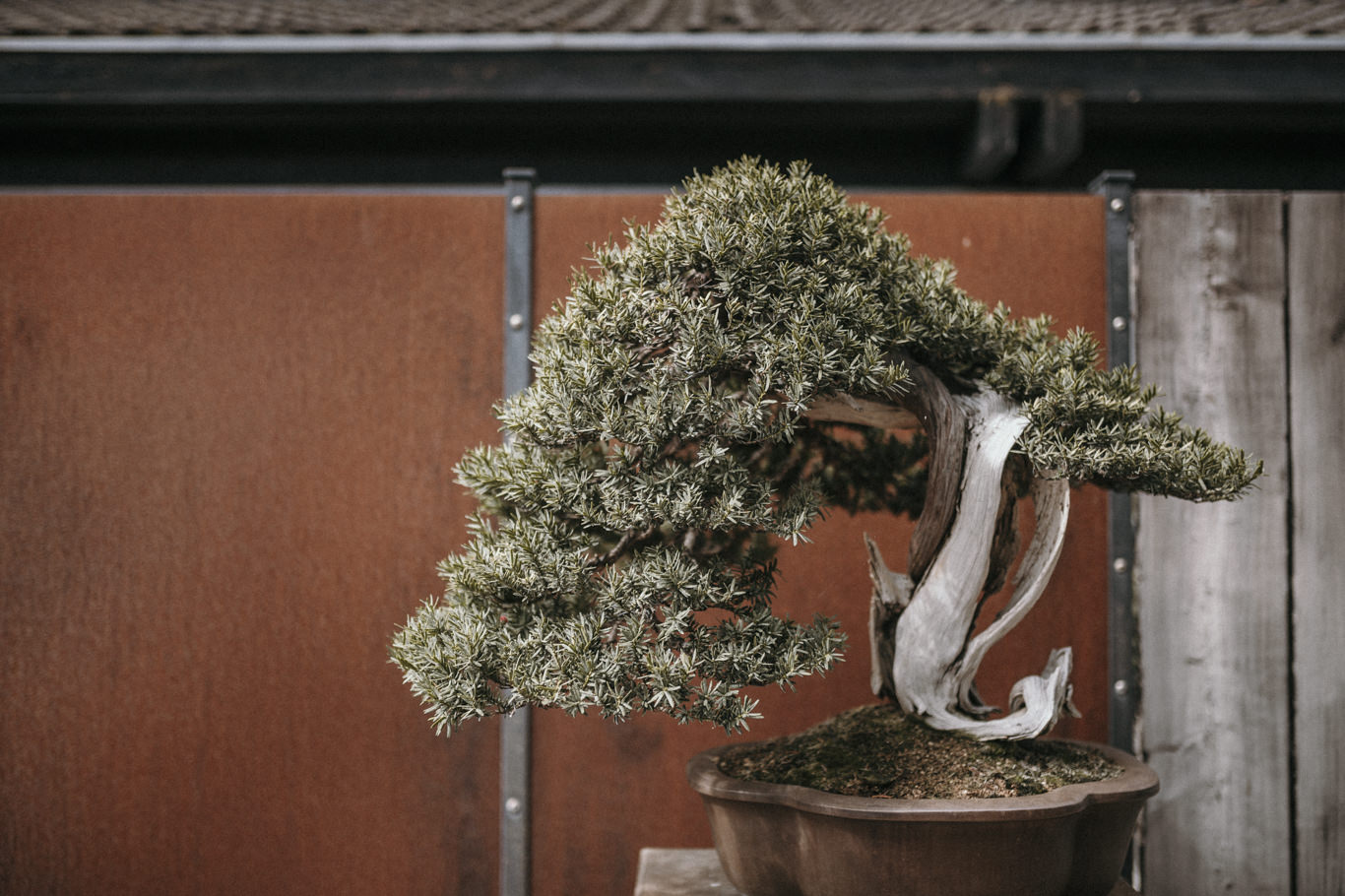 Bonsai Zentrum Heidelberg Hochzeitsreportage 9
