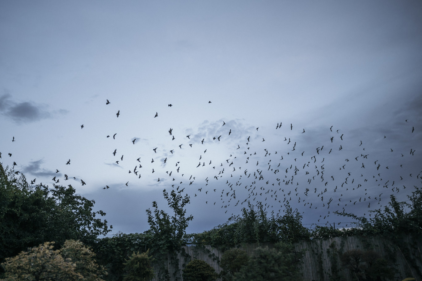 Vogelschwarm zieht in der Abenddämmerung über die Landschaft