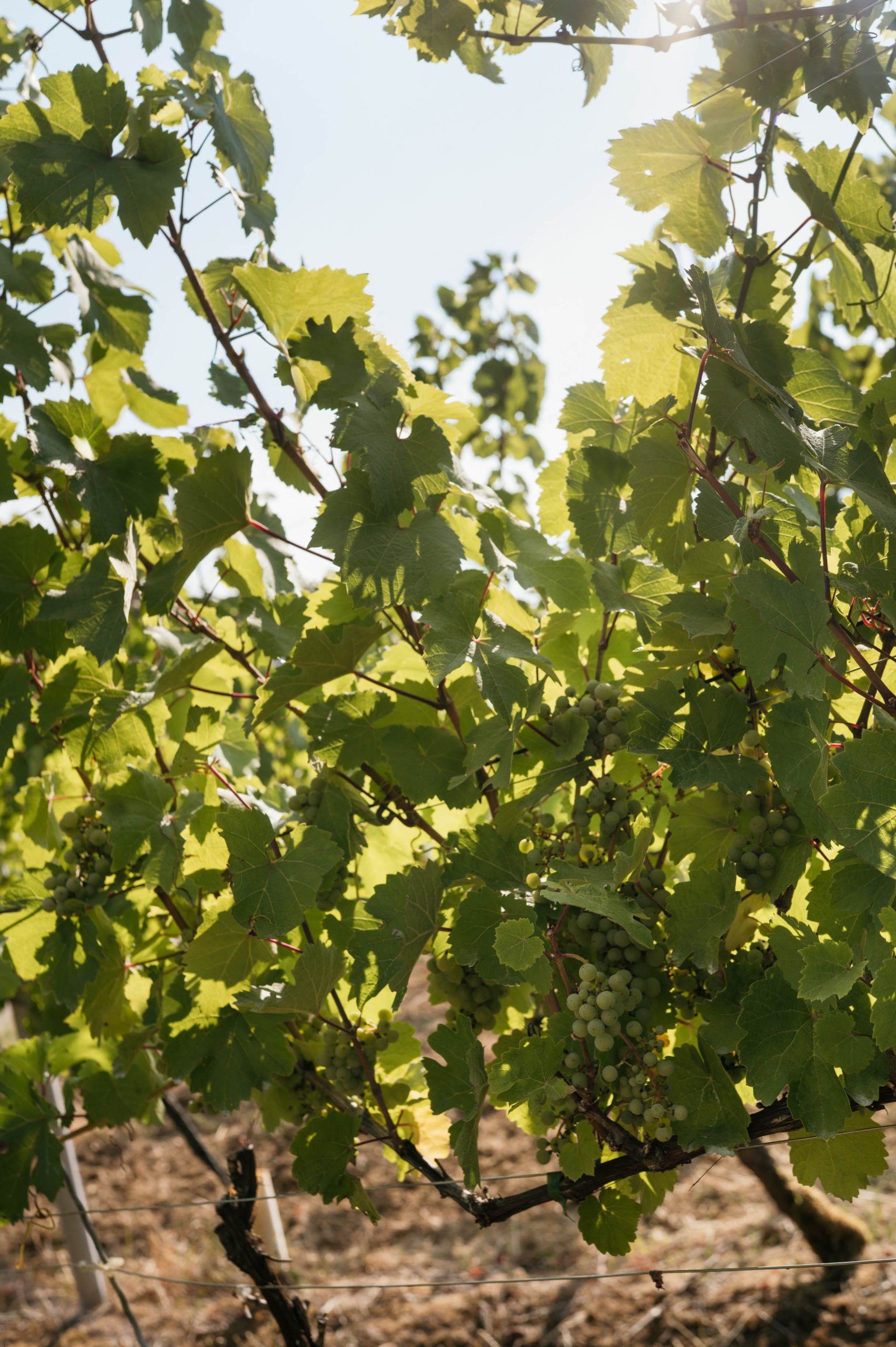 Weinberge in der Pfalz