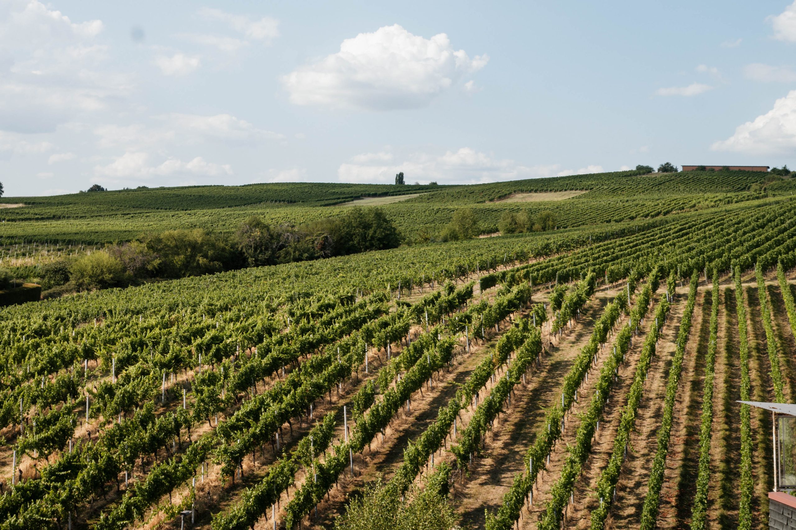 Blick über Weinberge mit sanften Hügeln im Hintergrund bei Sinzheim