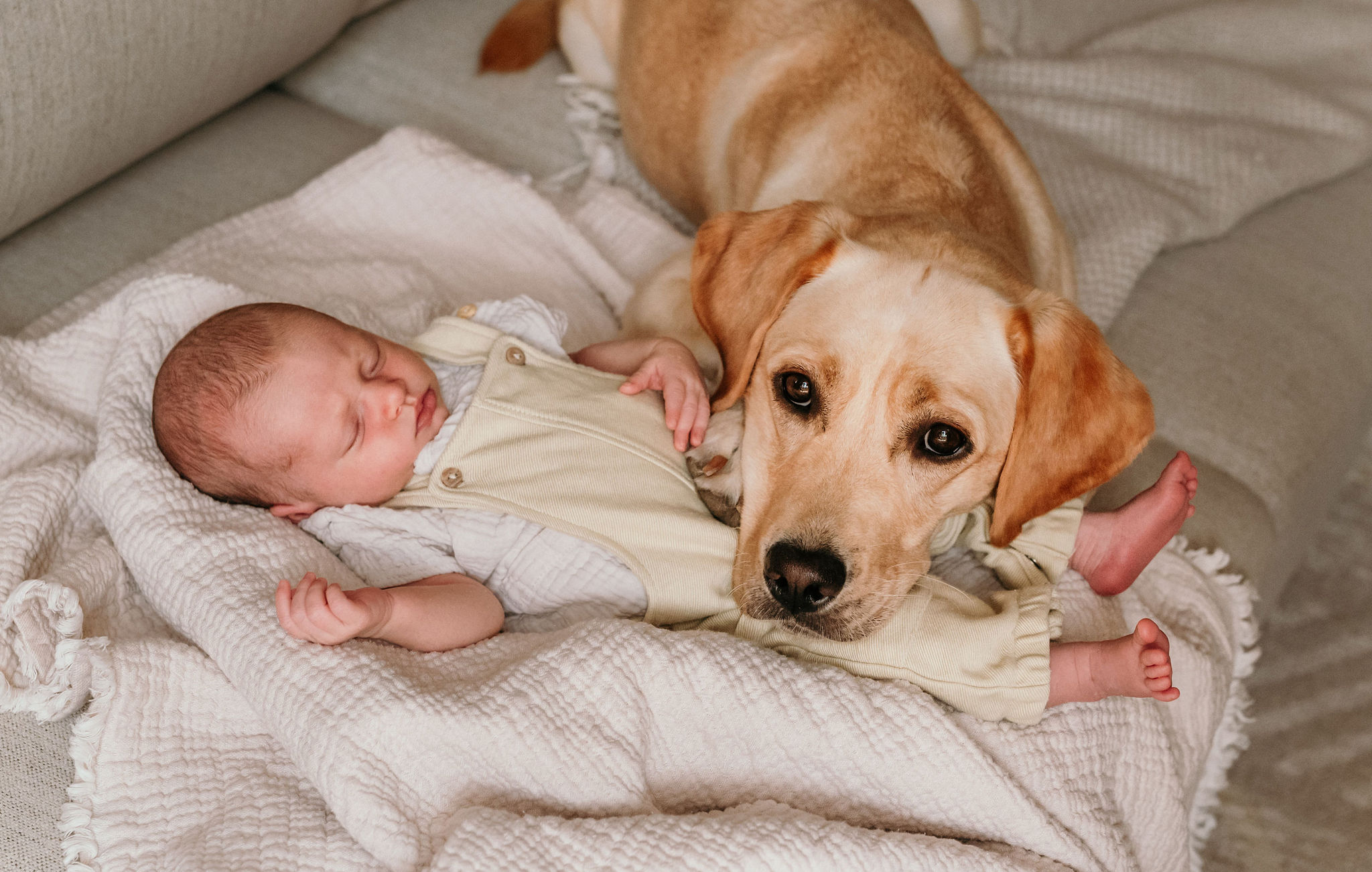 Schlafendes Neugeborenes auf einer Decke auf dem Sofa, der Labrador liegt behutsam daneben